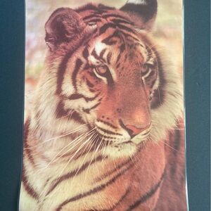 Bengal Tiger Large Laminate Poster
